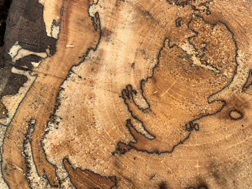 Close-up of a cut log end, its growth rings crossed by dark, wandering spalting lines