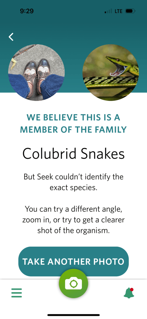 A nature-identification app identifying a pair of shoes as snakes